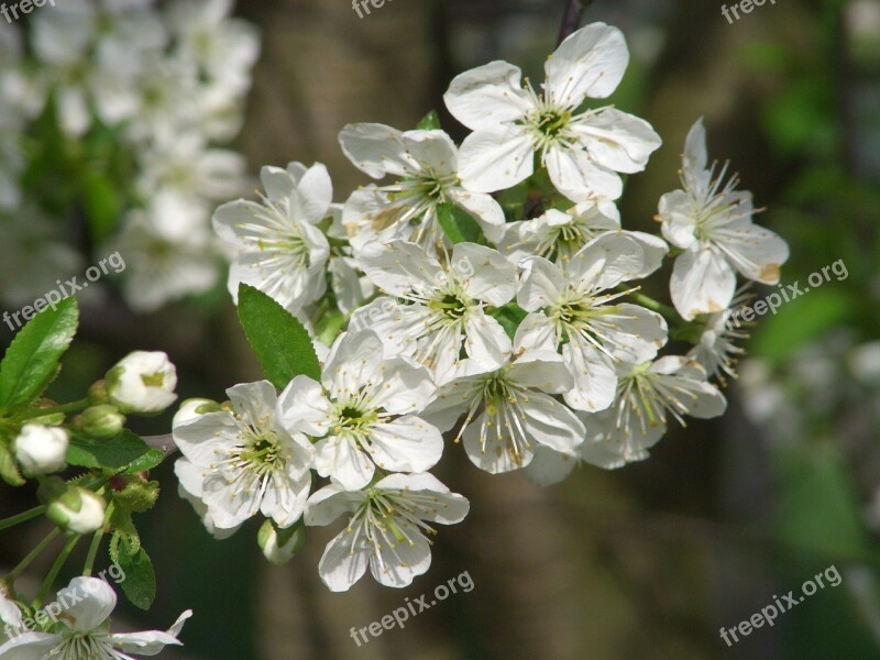 Nature Apple Tree Blossom Blossom Spring Tree