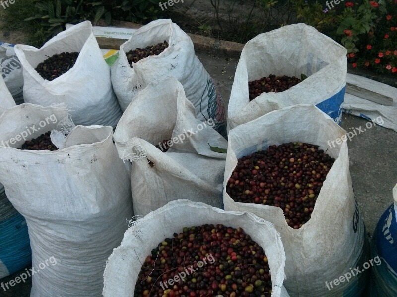 Coffee Organic Coffee Bean Bag Harvest