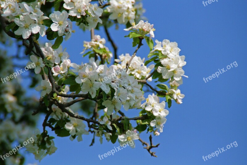 Blossom Bloom Apple Blossom Apple Tree Apple Tree Blossom