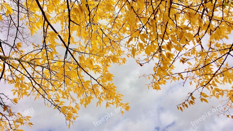 Leaves Sky Golden Yellow Clouds