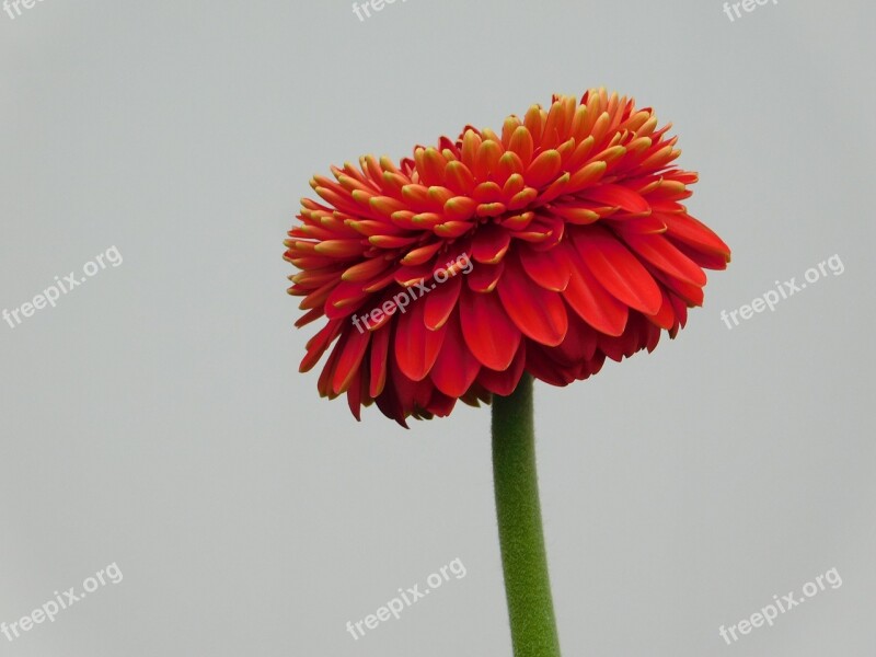 Flower Macro Gerbera Red Petals Free Photos