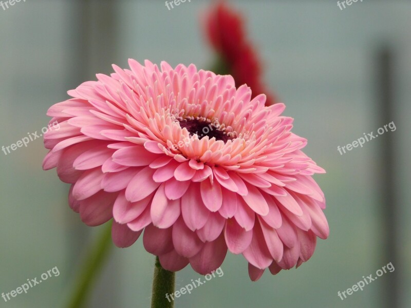 Flower Macro Gerbera Pink Petals