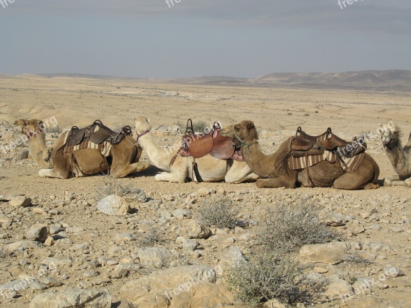 Camels Sand Desert Africa Animals