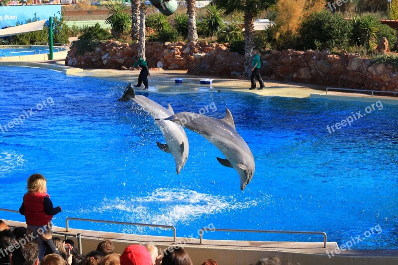 Zoo Animals Dolphins Pool Dolphinarium