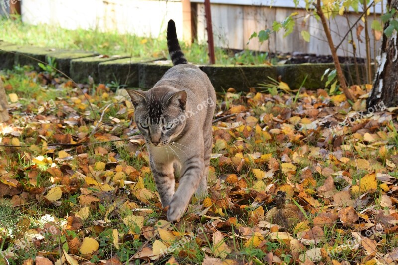 Cat Fall Leaves Prowling Feline