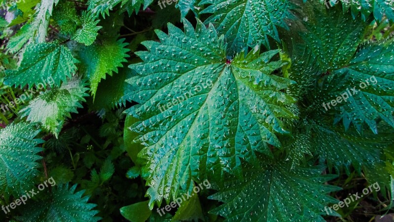 Nettle Plant Nature Green Flora