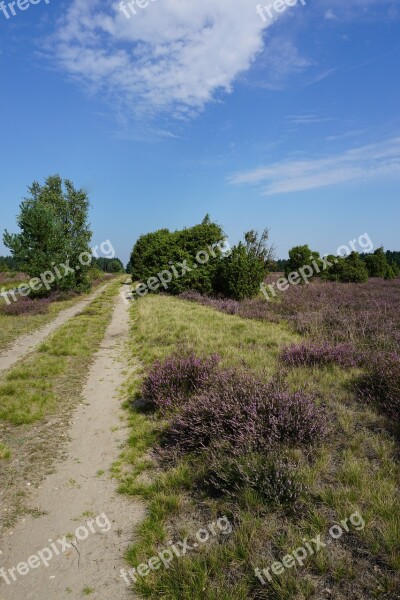 Lüneburg Heath Summer Heather Free Photos