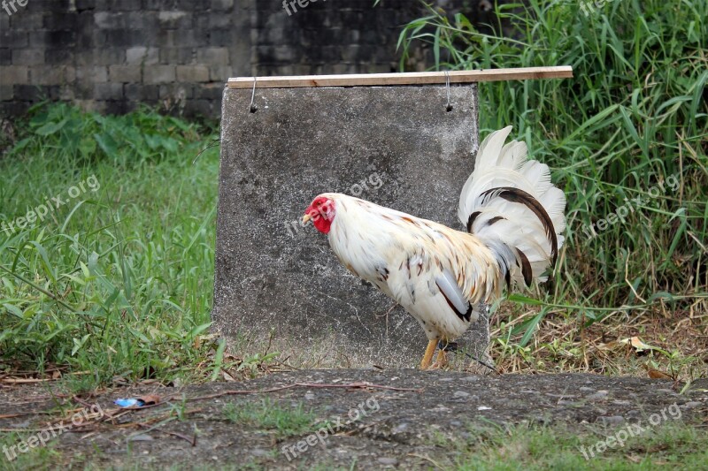 Chicken Animal Farm Bird Poultry