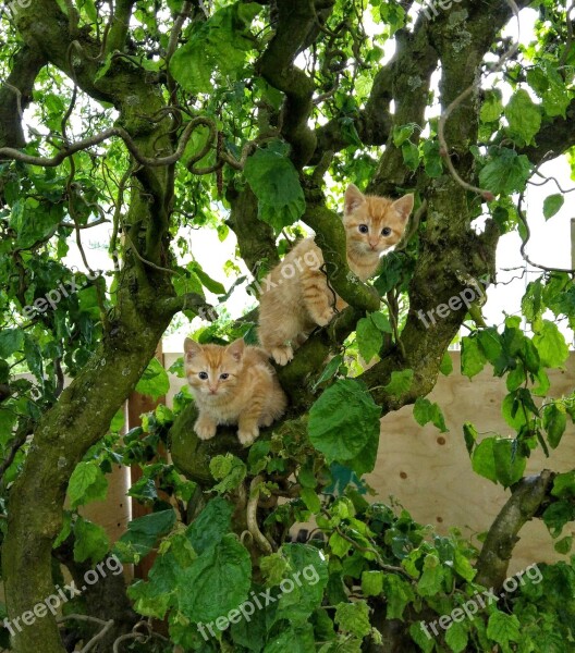 Cat Baby Cat Kitten Red Cat Tree