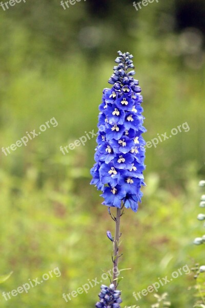 Delphinium Blue Flower Flower Blue Green Background