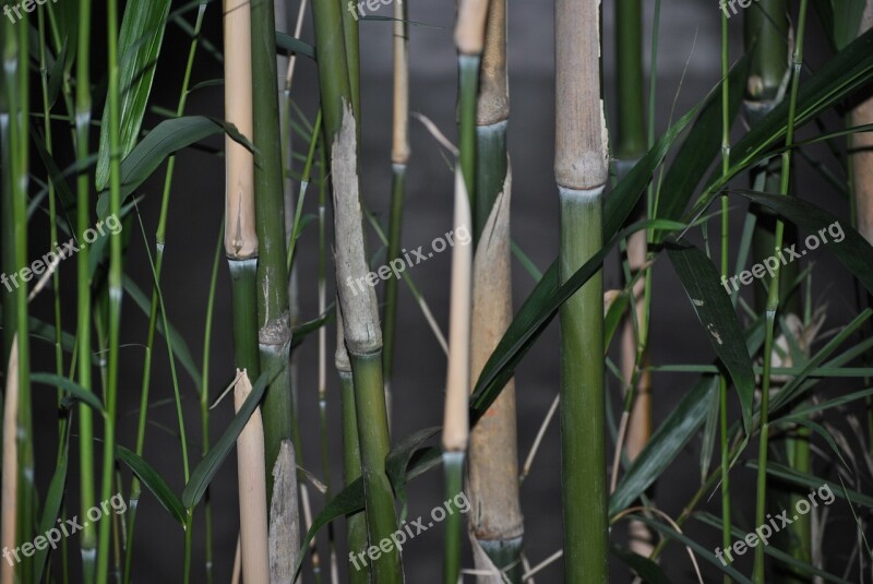 Bamboo Green Nature Stem Free Photos