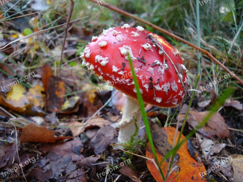 Mushroom Autumn Mushrooms Nature Forest