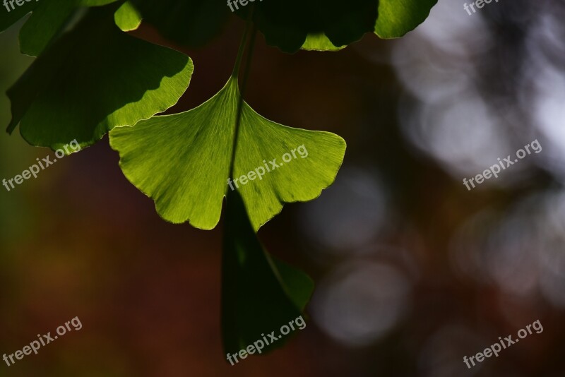 The Leaves Spring Leaf Ginkgo Green