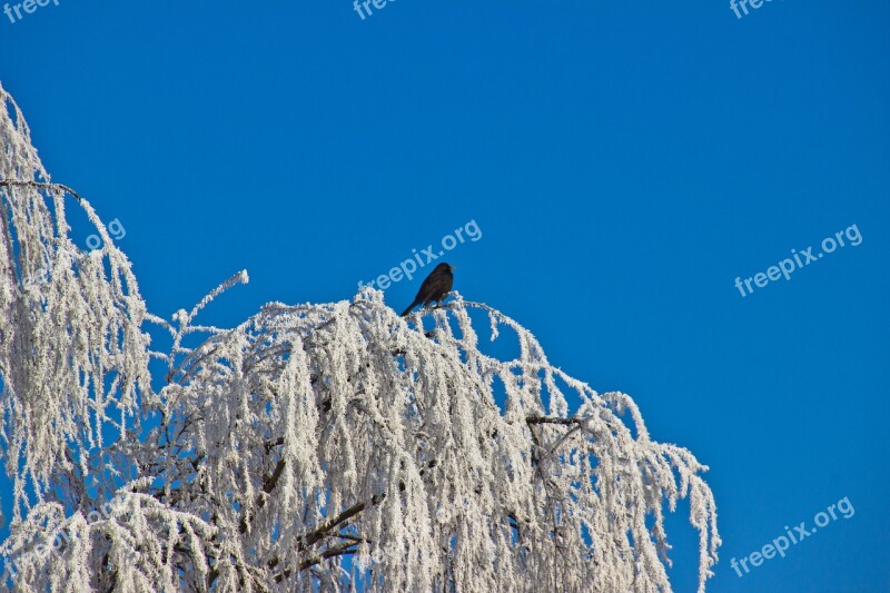 Winter Hoarfrost Bird Cold Frost