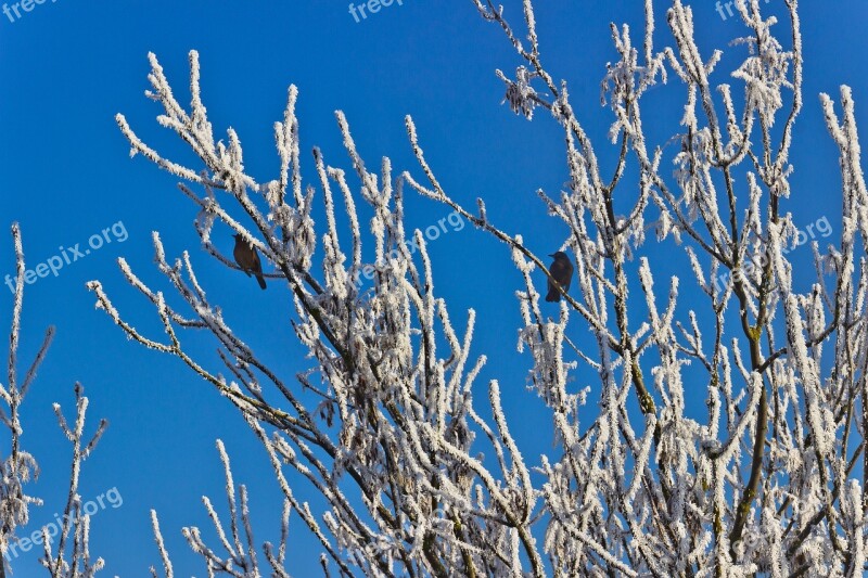 Winter Cold Hoarfrost Tree Bird