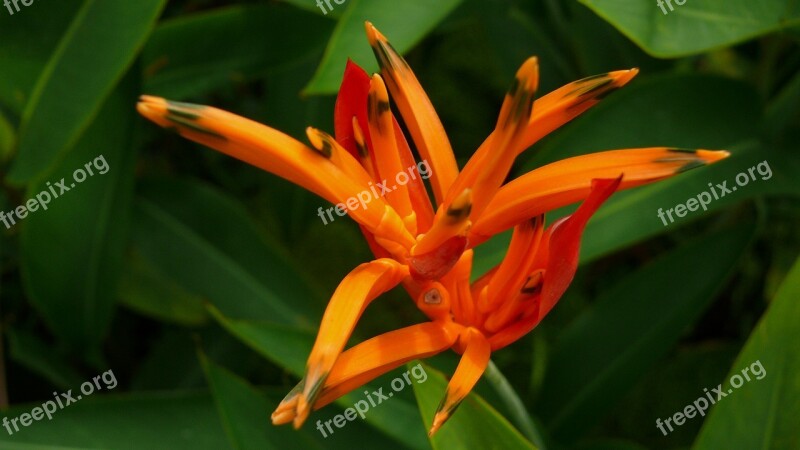 Flower Tropical Exotic Flower Exotic Tropical Flowers