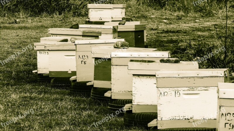 Hive Beehive Apiculture Beekeeping Apiary