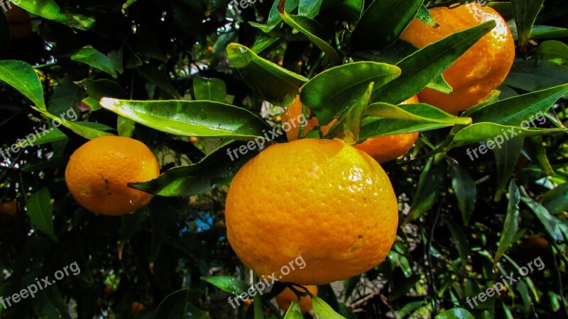 Mandarin Fruit Tangerine Food Fresh