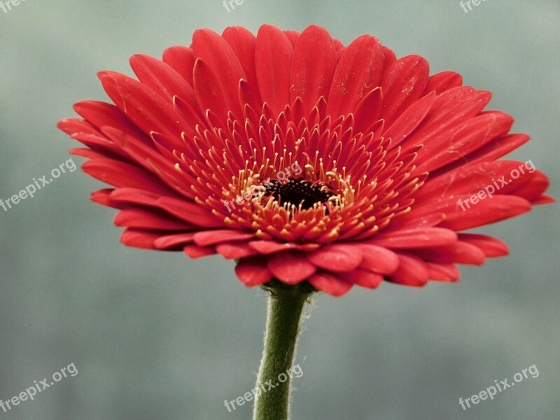 Gerbera Flower Macro Red Petals Free Photos