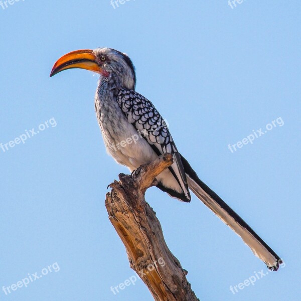 Toucan Namibia Etosha Bird Beak