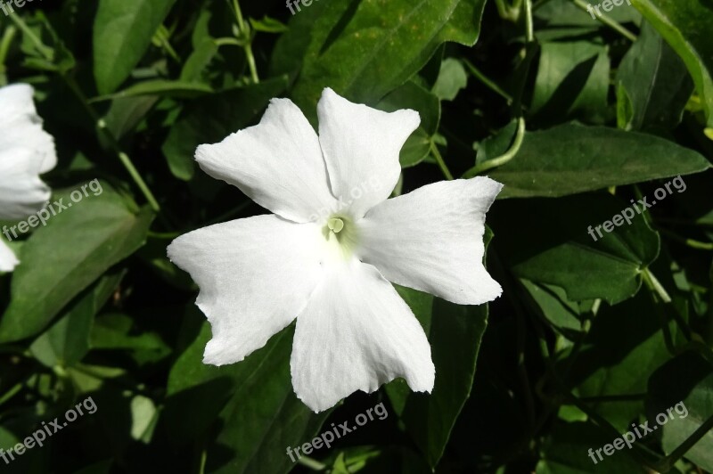 White Lady Flower White Thunbergia Fragrans Sweet Clock Vine