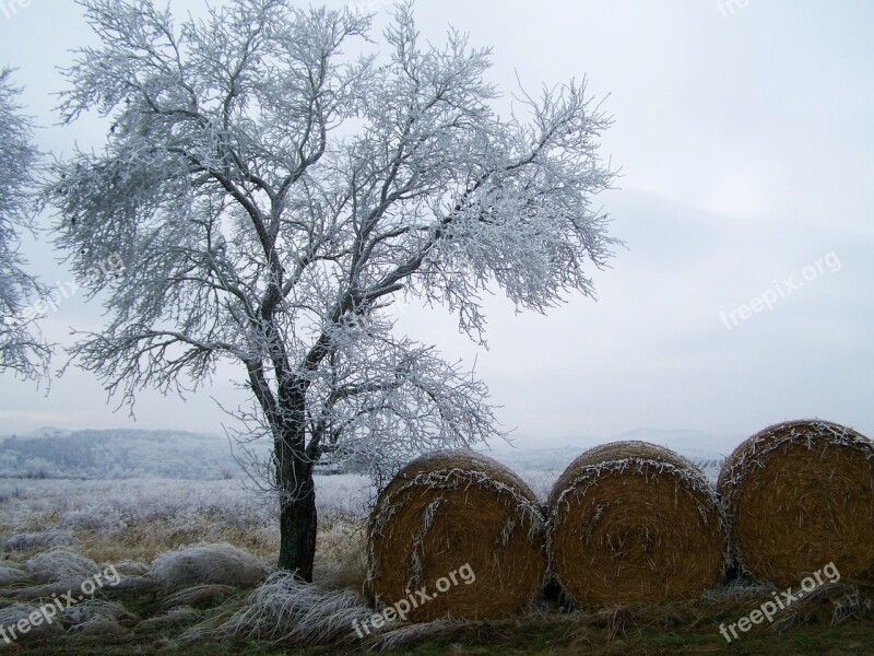 Winter Landscape Hoary Rimy Frost Wood