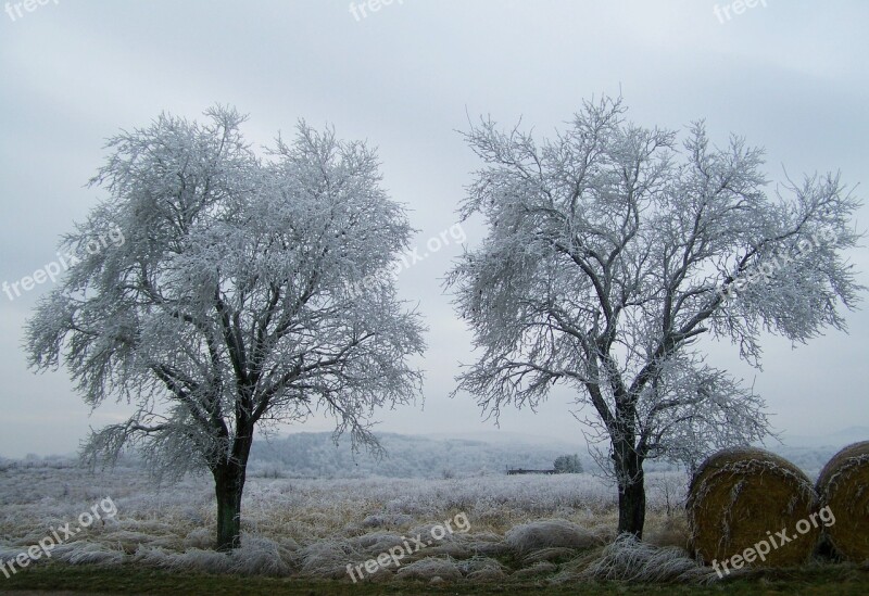 Winter Landscape Hoary Rimy Frost Wood