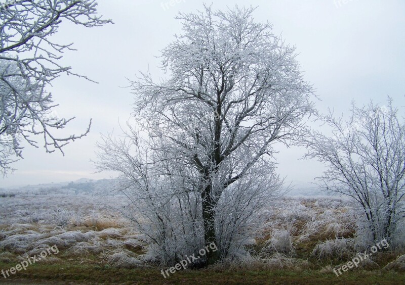 Winter Landscape Hoary Rimy Frost Wood