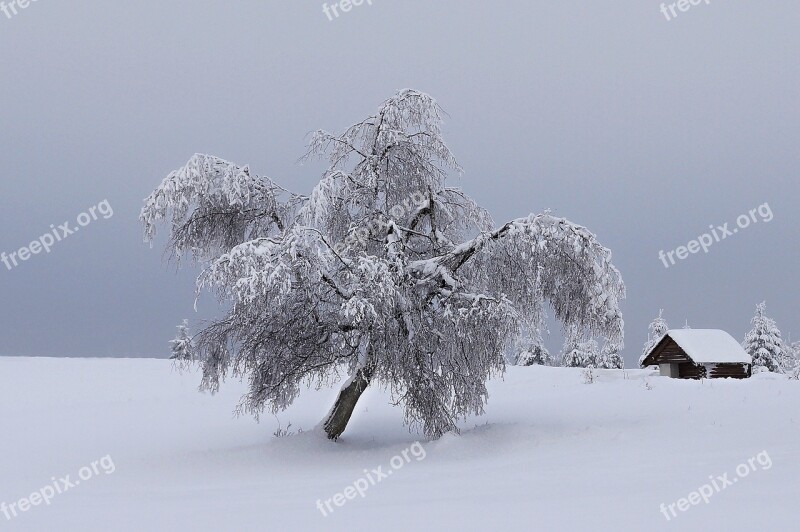 Mountains Winter Snow Tree Landscape