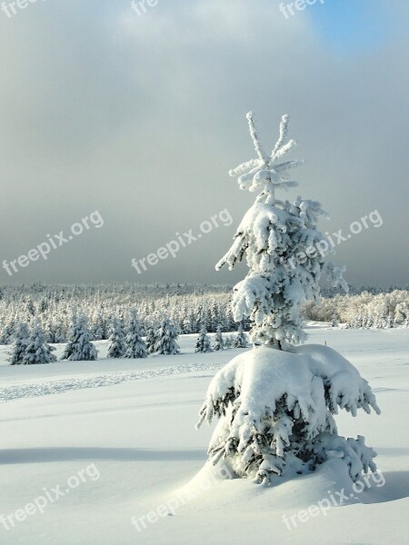 Winter Sapling Christmas Landscape Mountains The Ore Mountains