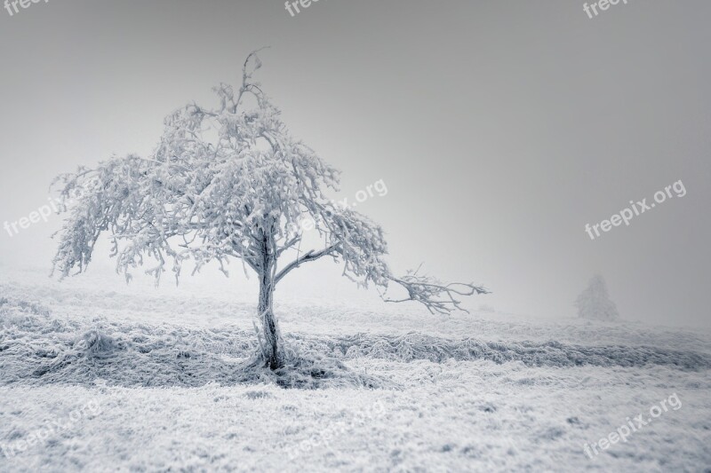 Solitaire Tree Winter Frost Snow