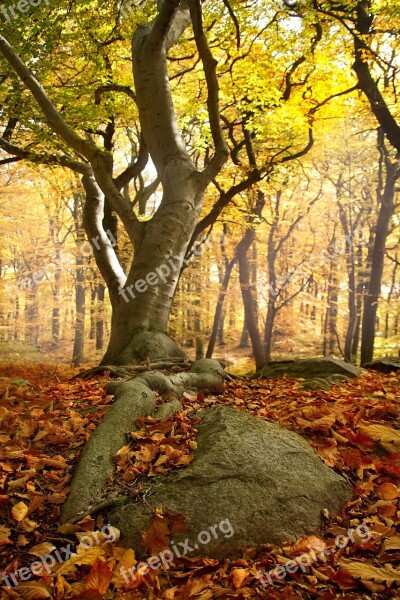 Tree Forest Autumn Roots Stone