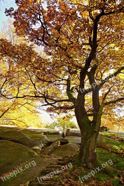 Tree Autumn Light Beech Rock