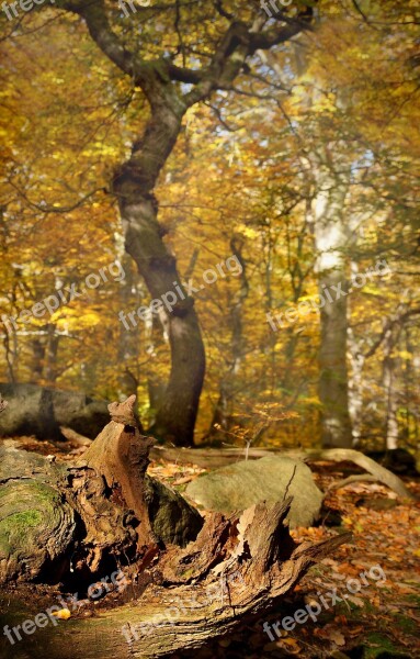 Tree Beech Autumn Wood Yellow