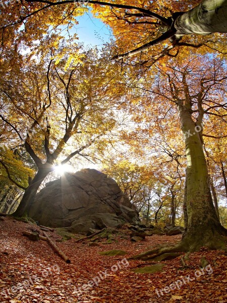 Forest Autumn Rock Sun Stone