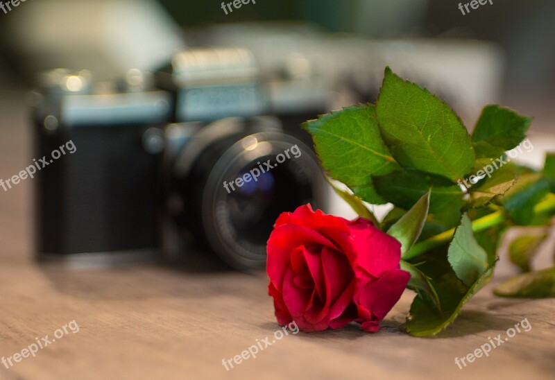 Love Rose Camera Analog Flower