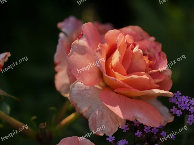 Rose Orange Shadow Play Free Photos