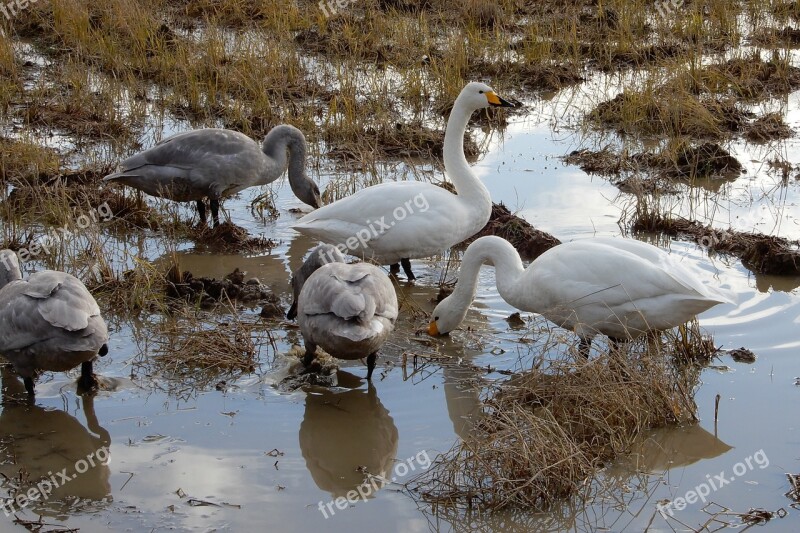 Animal Swan Waterfowl Yamada's Rice Fields Diet