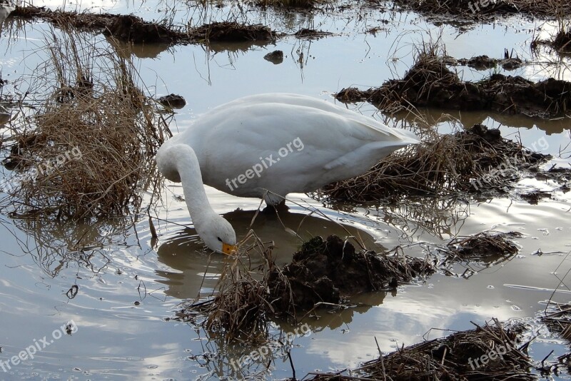 Animal Swan Waterfowl Yamada's Rice Fields Diet