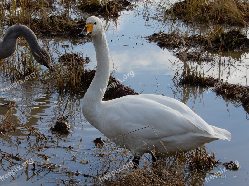 Animal Swan Waterfowl Yamada's Rice Fields Diet