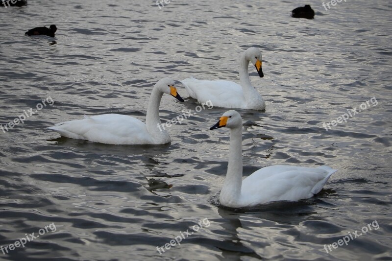 Animal Swan Waterfowl Winter Winter Messenger