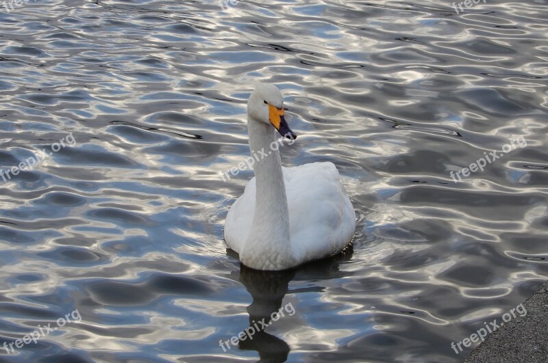 Animal Swan Waterfowl Winter Winter Messenger