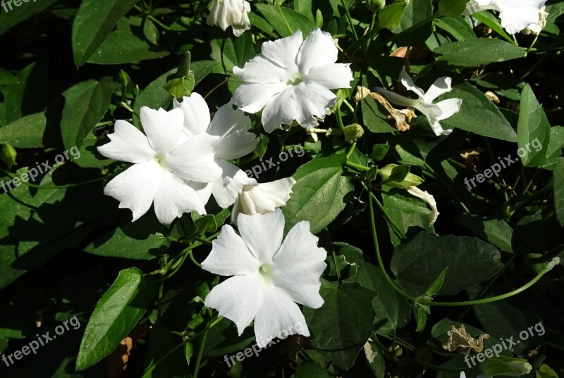 White Lady Flower White Thunbergia Fragrans Sweet Clock Vine