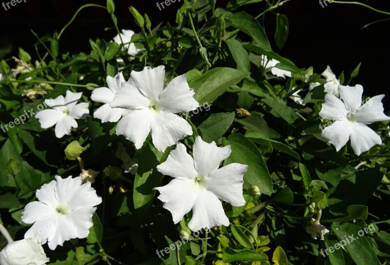 White Lady Flower White Thunbergia Fragrans Sweet Clock Vine