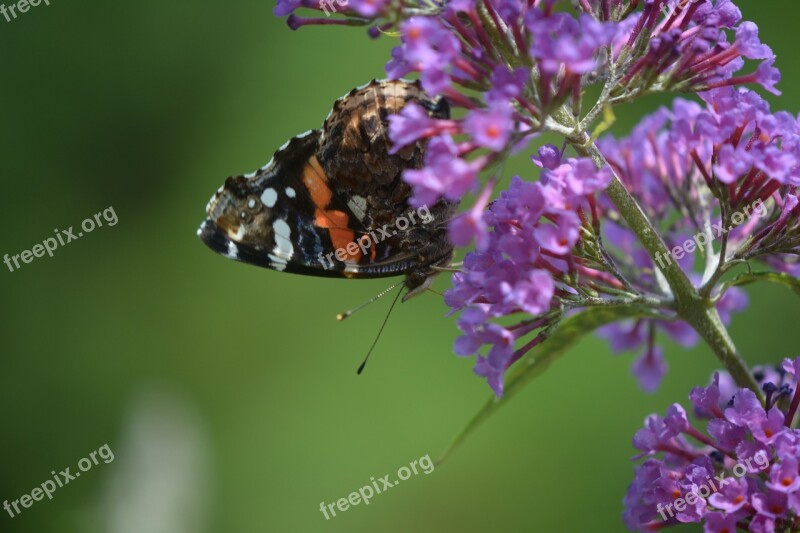 Butterfly Skipper Pollination Pollinator Insect