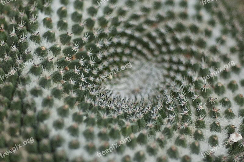 Cactus Nature Symmetry Thorn Macro