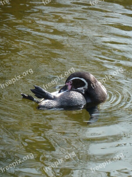 Penguin Zoo Water Animal Cute