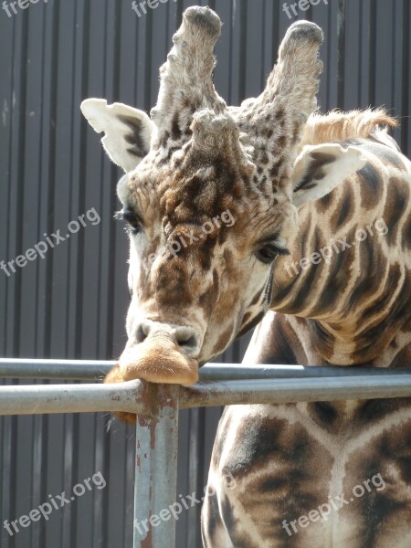 Giraffe Zoo Zoological Garden Animal Head