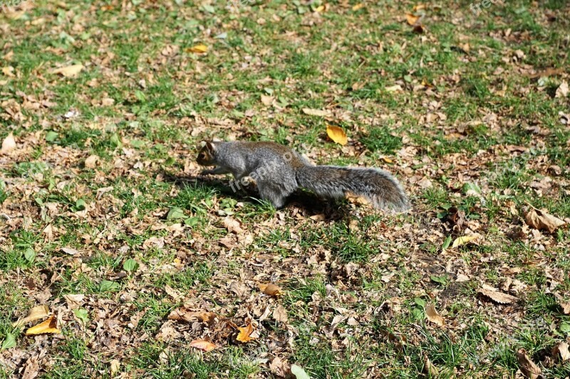 Squirrel Animal Park Boston Animal Welfare