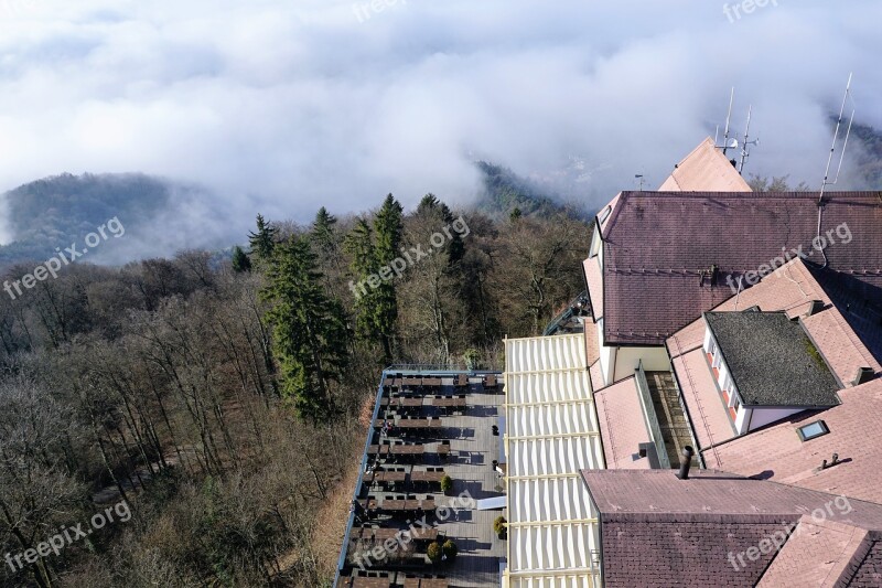 Forest Sun Uetliberg Zurich Roof